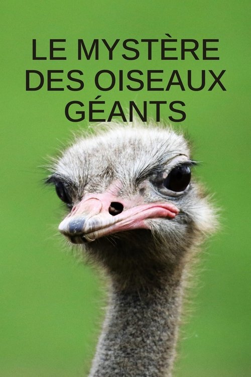 Mystery of the Giant Birds